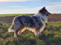 Kahoni Kiss in blue of Golden Gate