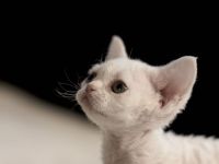 Cattery of Soft Companions