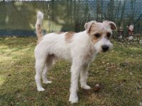 Mighty Maniac's Dustin Hoffman, genannt Dusty