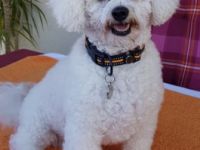 L'Apollon des Portes de Hanau