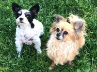 Juttas Hundeparadies