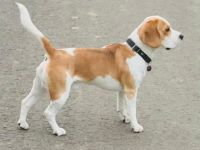 Deckrüde  ,, Graf George von der Westerengerheide ,,