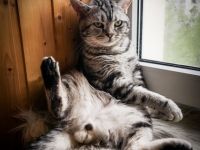 Alvin (Lenin von der Rift Valley)