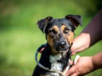 Elektra - weiblich Rasse:Foxterrier Mischling Alter: