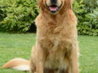 Rocky vom Silberland