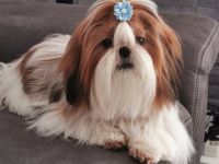 Henry Otto Kingdom is in Roksolanakh