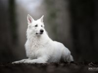 Cherubin Snow „Cem“ vom Murrursprung