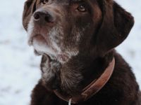 Joker vom Kräutergarten