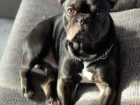 Karamoja Bell's Tutti Frutti Üepe