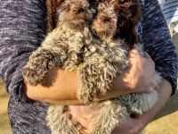 Amazingly lagotto puppies for sale.,all colors ,boy and
