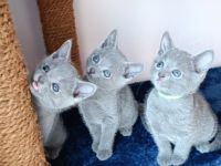 Unsere Kätzchen werden mit großer Sorgfalt und Liebe