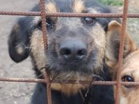 Informationen zu "Cuki " Rasse: Mischling Geschlecht: