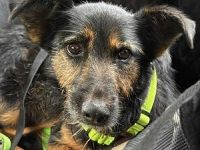 Informationen zu "Cuki " Rasse: Mischling Geschlecht: