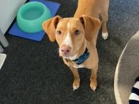 Islay hat eine Pflegestelle in 27798 Hude gefunden und