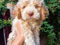 Amazingly lagotto puppies for sale. 3 brown white and 6