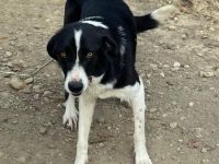 HÜNDIN SHELLY, kastriert, derzeit noch in Griechenland