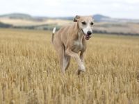 from Rawert`s finest