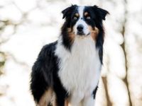 Deckrüde - Maori's HeiToki - DNA- VP, RF, BH-VDH, RO B, RO 1, RO 2,RO 3, ROIC,Agility A2