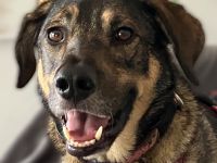 Mostie wurde von seinem Vorbesitzer im Internet