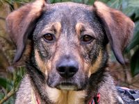 Mostie wurde von seinem Vorbesitzer im Internet