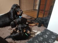 Seltene und wunderschöne Black and Tan Coonhound Welpen