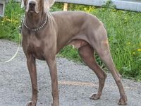 Ascot the Grey Shadow