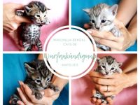 Wurfankündigung In wenigen Tagen ist es soweit,