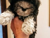 havanese 2 andhalf mounth, 2 x vaccine, white brown,