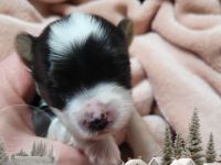 Derzeit haben wir bezaubernde Biewer Yorkshire Welpen