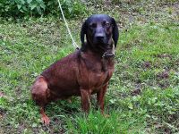 DECKRÜDE  Bayrischer Gebirgsschweishund