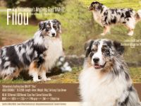 Yellowstone's Anything Goes "Filou"