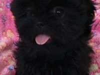 Update: Zur Zeit nur noch ein abgabebereiter Welpe: