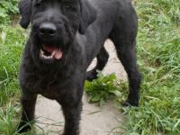 Xari Rex vom weitem Land