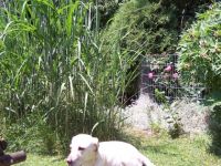 Hundepension "Bezaubernde Jeanie"