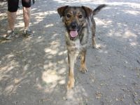 Kacsi - männlich Rasse:Schäferhund Mix Alter: geb.ca.