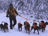 von Widarshall (FCI)