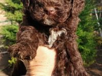 Beautifully lagotto romagnolo puppy They are ready for