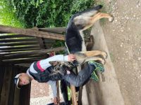 Von den wilden Schwarzen