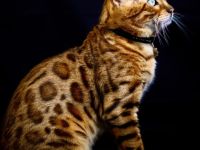 Deckkater mit Stammbaum