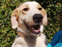 RÜDE SIMBA, männlich noch in Griechenland