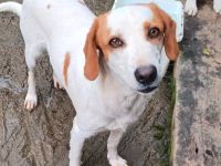 Graues Schnäuzchen Lio / männlich, kastriert / derzeit in Griechenland