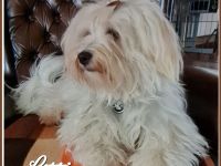 Schleswigholstein-Havaneser