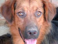 Novak (freundlich, guter Charakter)