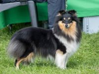 Wild Mustang Shelties