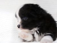 little Loves Sunshine Paws