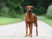 RIDGEBACK DECKRÜDE "AIR JORDAN"