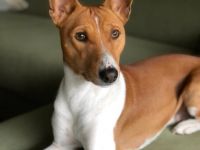Simba / Mitglied des 1. Basenji Klub Deutschland