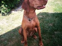 Vizsla vom Fuhseblick