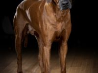 Iron Rhodesian Quentin