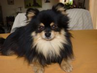 Pomeranian / Zwergspitz Deckrüde Dexter